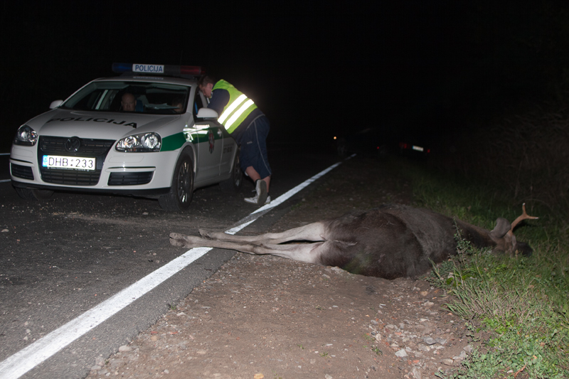 Žvėrims baidyti – švilpukai ant priešrūkinių žibintų