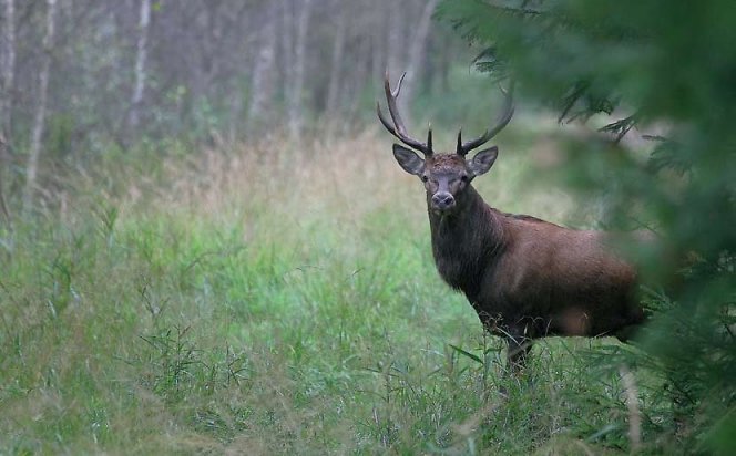 Gamtos fotografo dienoraštis: baubiančių elnių metas