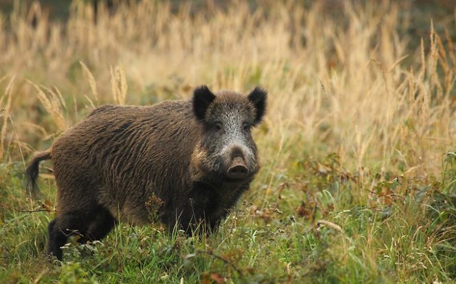 Medžioklė tarybiniais laikais ir dabar II