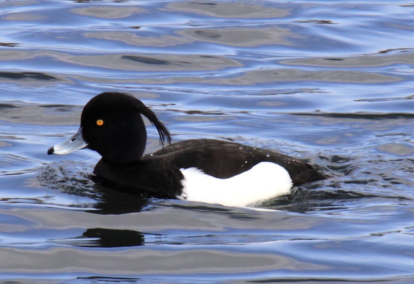 Kuoduotoji antis