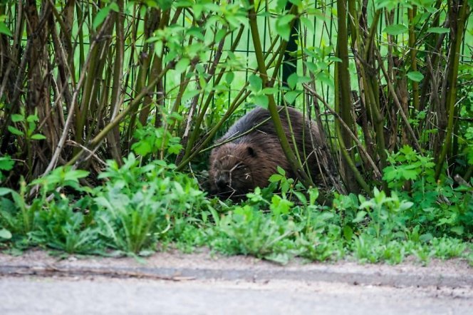 Į Vilniaus gimnaziją atklydęs bebras užpuolė katiną