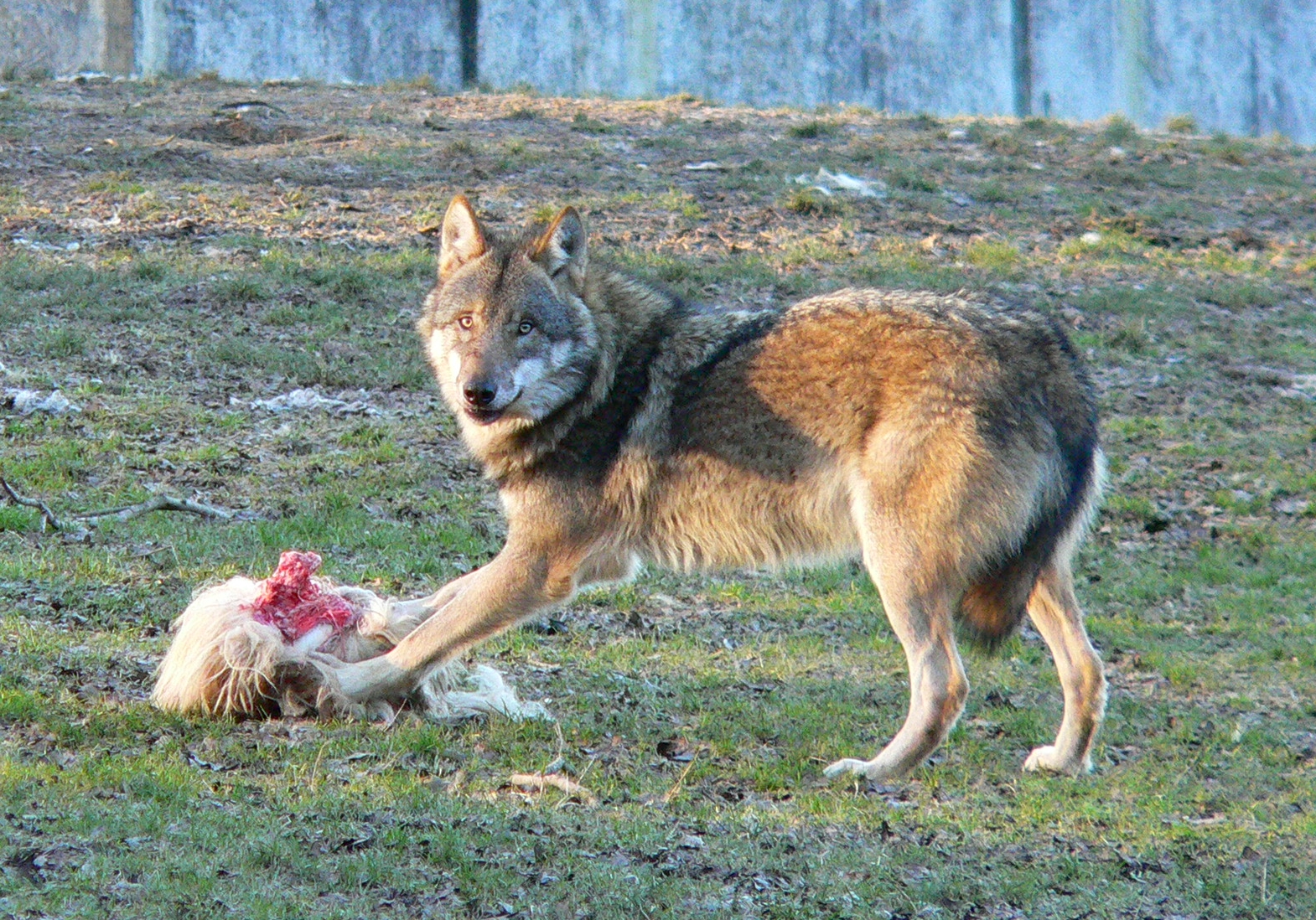 Lietuvoje įsisiautėjo vilkai