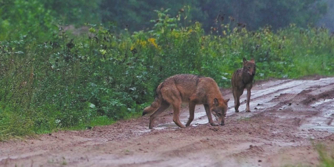 Vil­kai ar­tė­ja prie mies­to. Šį­kart įsi­su­ko į Čins­kių avių ban­dą