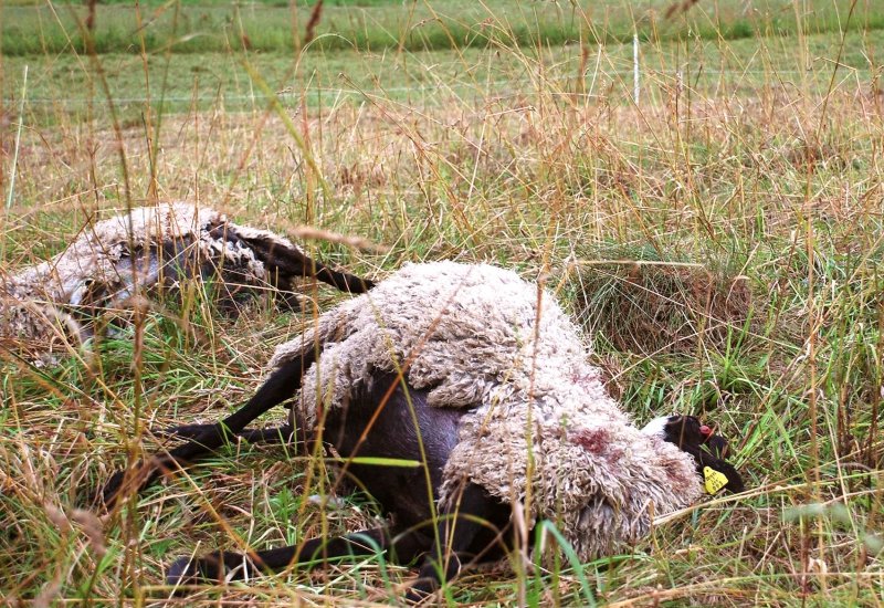 Mažiau vilkų išpuolių ar mažiau avių? Augintojai ragina vertinti visą statistiką
