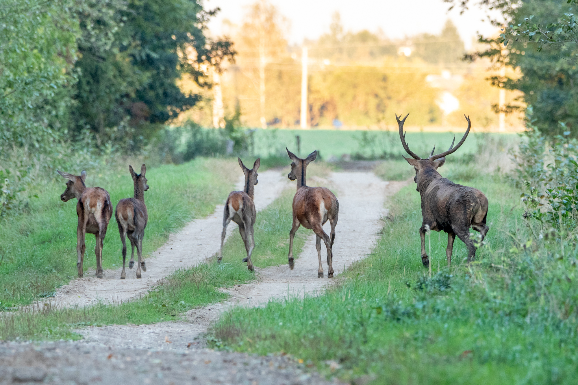 Medžiotojai įspėja vairuotojus: keliuose prasideda pavojingiausias metas – briedžių ir elnių ruja