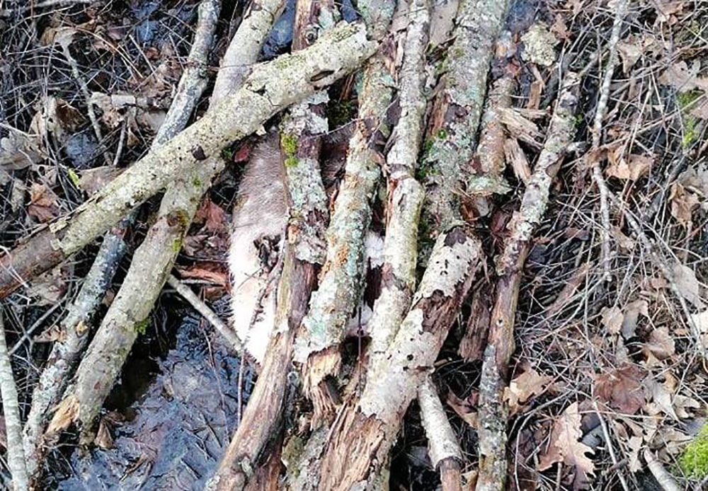 Brakonierius grobio liekanas pridengė pagaliais