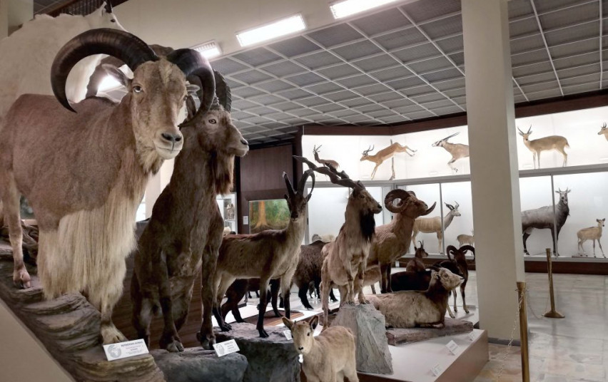 Tado Ivanausko muziejui – 50 metų