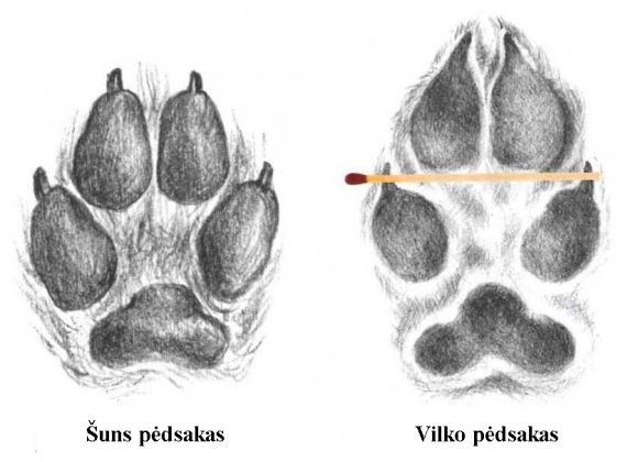 Žvėrių apskaita pagal pėdsakus sniege