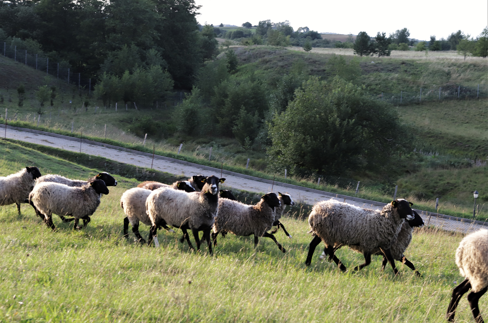 Lyg užburtame rate sukasi vilkų pjaunamos avys ir limituota medžioklė