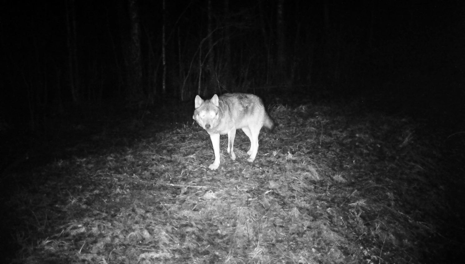 Vilkų tyrimai Lietuvoje 2018–2024 metais: nuo balto lapo iki individualaus genetinio identifikavimo