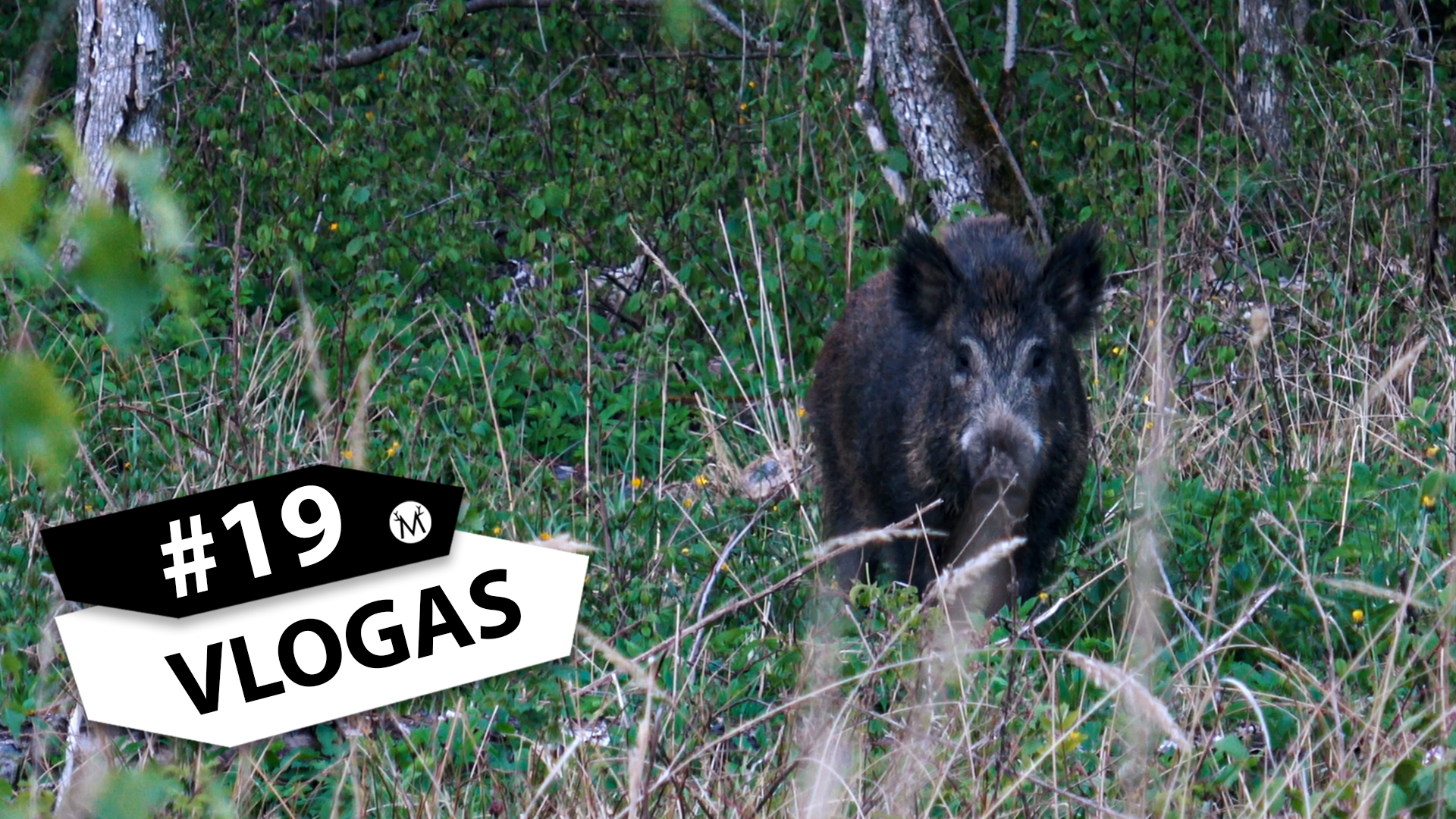 Medžiotojo Vlogas #19 – Elektroninis medžioklės lapas, šernai kirtime