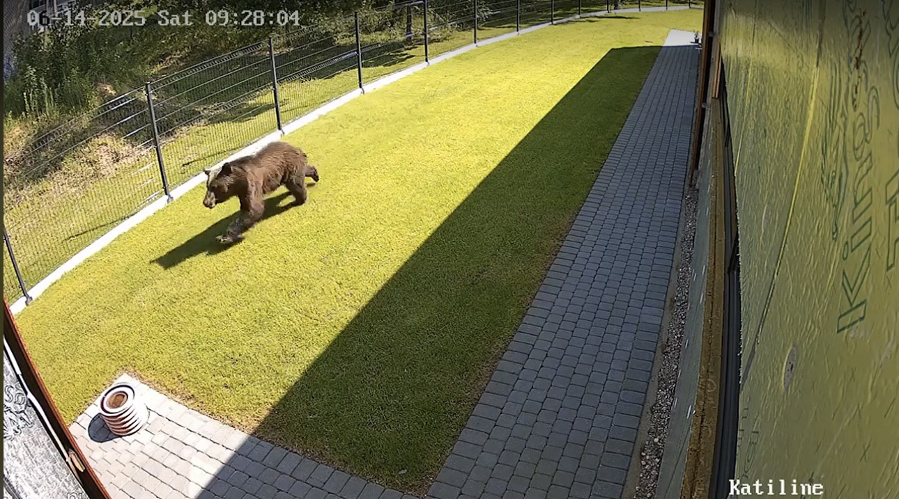 Antrą parą po Vilnių blaškosi meška