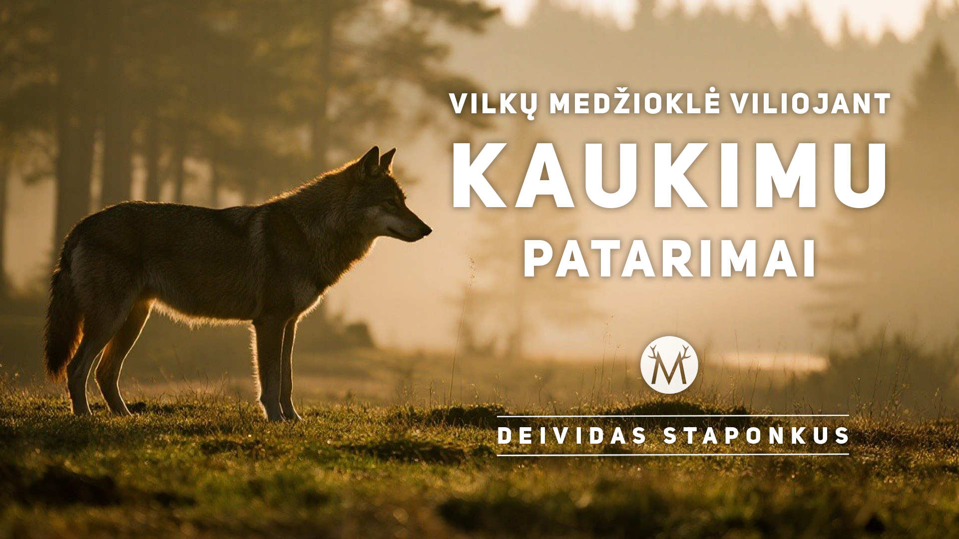 Vilkų medžioklė viliojant juos kaukimu